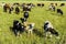 Young cows graze on a green field on a bright sunny day