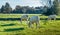 Young cows grazing in early morning sunlight