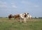 Young cows,heifers, with horns standing together on a meadow under a blue sky at the horizon