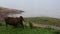 Young cows standing and eating food grass at riverside of Mun River