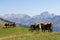 Young cows in the summer in the mountains