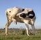 Young cowvwith an itch, licking under raised hind leg, with pale pink hooves and black eyepatch