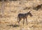 Young Coyote (Canis latrans)