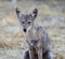 Young Coyote (Canis latrans)