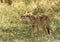 Young coyote in partial shade in afternoon sun