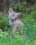 Young Coyote Puppy