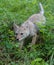 Young Coyote Puppy