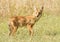 Young coyote standing in grass in late summer,