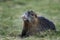 Young coypu, Myocastor coypus, relaxing on grassy river bank showing orange teeth. Rodent also known as nutria, swamp beaver