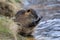 Young coypu, Myocastor coypus, sitting in grass on river bank and cleaning hair on forelegs. Invasive rodent also known as nutria