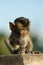 A young crab eating macaque at the Phra Prang Sam Yod Temple, ot