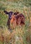 Young cracker cattle calf stands in tall Florida Grass