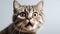 Young crazy surprised cat make big eyes closeup. surprised kitten funny face big eyes. AI Generative