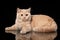 Young cream british cat