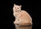 Young cream british cat on black background