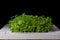 Young cress salad microgreen sprouts closeup on black background