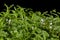 Young cress salad microgreen sprouts closeup on black background