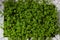 Young cress salad microgreen sprouts top view closeup