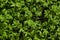 Young cress salad microgreen sprouts with water drops  top view closeup