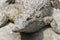 Young Crocodile giving looksr in Crocodile Park, Uganda