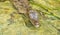 Young crocodile in its habitat waters in wild Panama rain forest river.