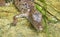 Young crocodile in its habitat waters in wild Panama rain forest river.