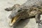 Young Crocodile with jaws open in Crocodile Park, Uganda