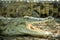 Young crocodile lying on the rocky shore