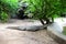 Young Crocodile - Resting Time