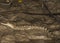 A young crocodile sitting on the Kinabatangan river bank in Borneo