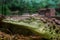 Young crocodile staring out of the water