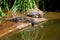 Young Crocodile and Turtle