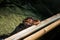 Young crocodile in water