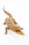 Young Crocodile on white background