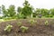 young crop of greenery on the garden plot, the concept of clean