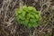 Young crop at nursery farm