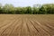 Young crops in farming landscape