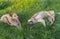 Young cross-breed stray dogs being happy while resting on a spring grass in park