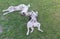 Young cross-breed stray male and female dogs playing on a spring grass