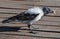 Young crow eats some bread outdoors