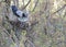 A young crow looks at his put eggs in the nest