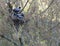 The young crow`s family in the early spring dug a nest on a tree