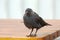 Young crow on a table