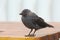 Young crow on a table