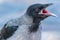 A young crow very wide opens its beak while waiting for food. Close-up. Warm summer day in the park.