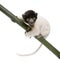 Young Crowned Sifaka - Propithecus coronatus (3 mo