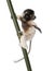 Young Crowned Sifaka - Propithecus coronatus (3 mo