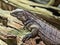 young Cuban Ground Iguana, Cyclura n. nubila on a branch