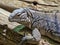 young Cuban Ground Iguana, Cyclura n. nubila on a branch