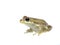 Young Cuban Treefrog on white